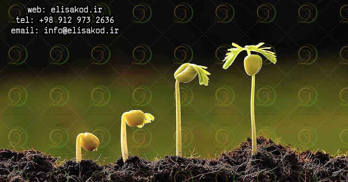 اثر کود نیترات کلسیم در نمو گیاه