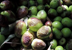 میوه زیتون آلوده به آفت مگس زیتون