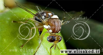 فروش عمده سم مگس زیتون در قزوین