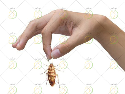 مبارزه با آفات خانگی