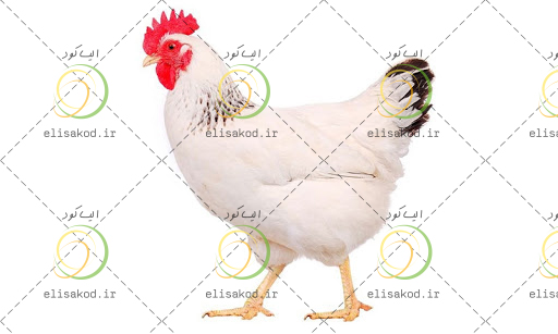کود مرغی