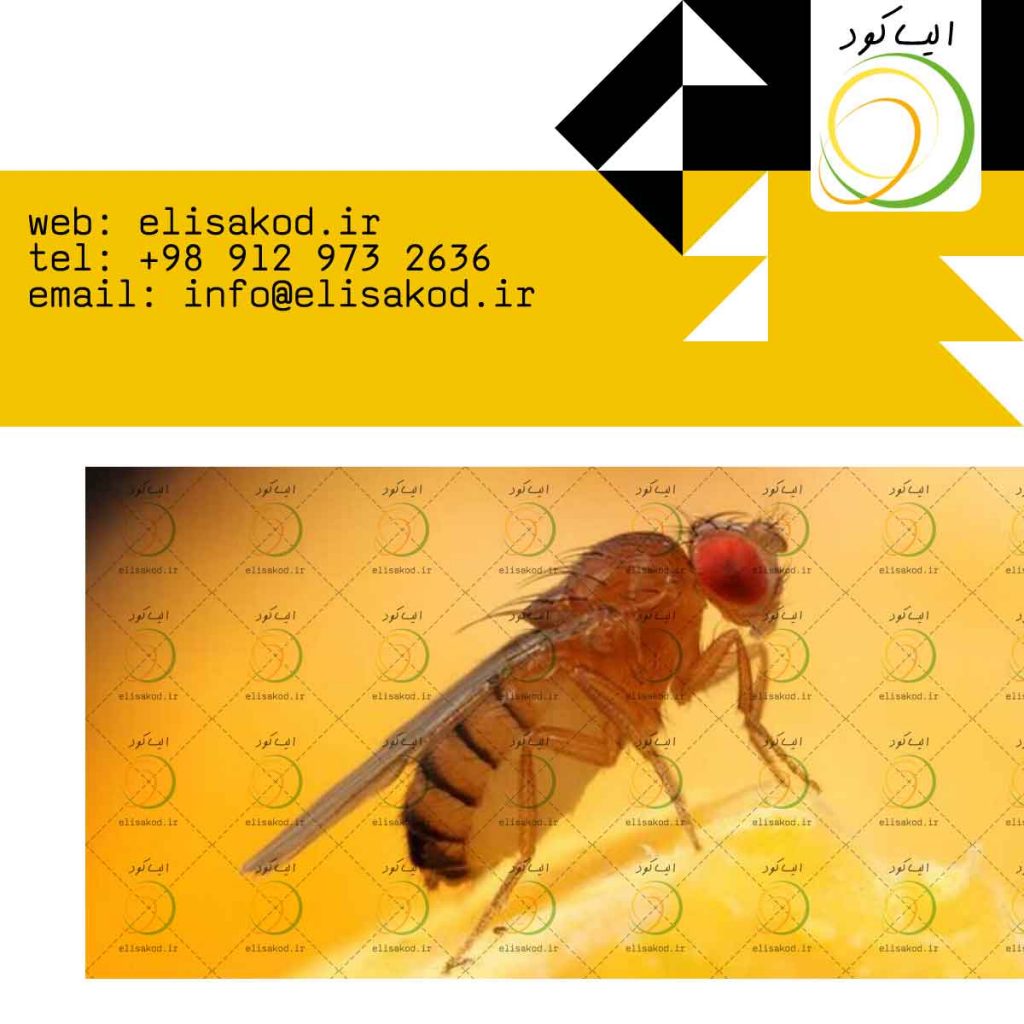نحوه مصرف پروتئین هیدرولیزات بایوران