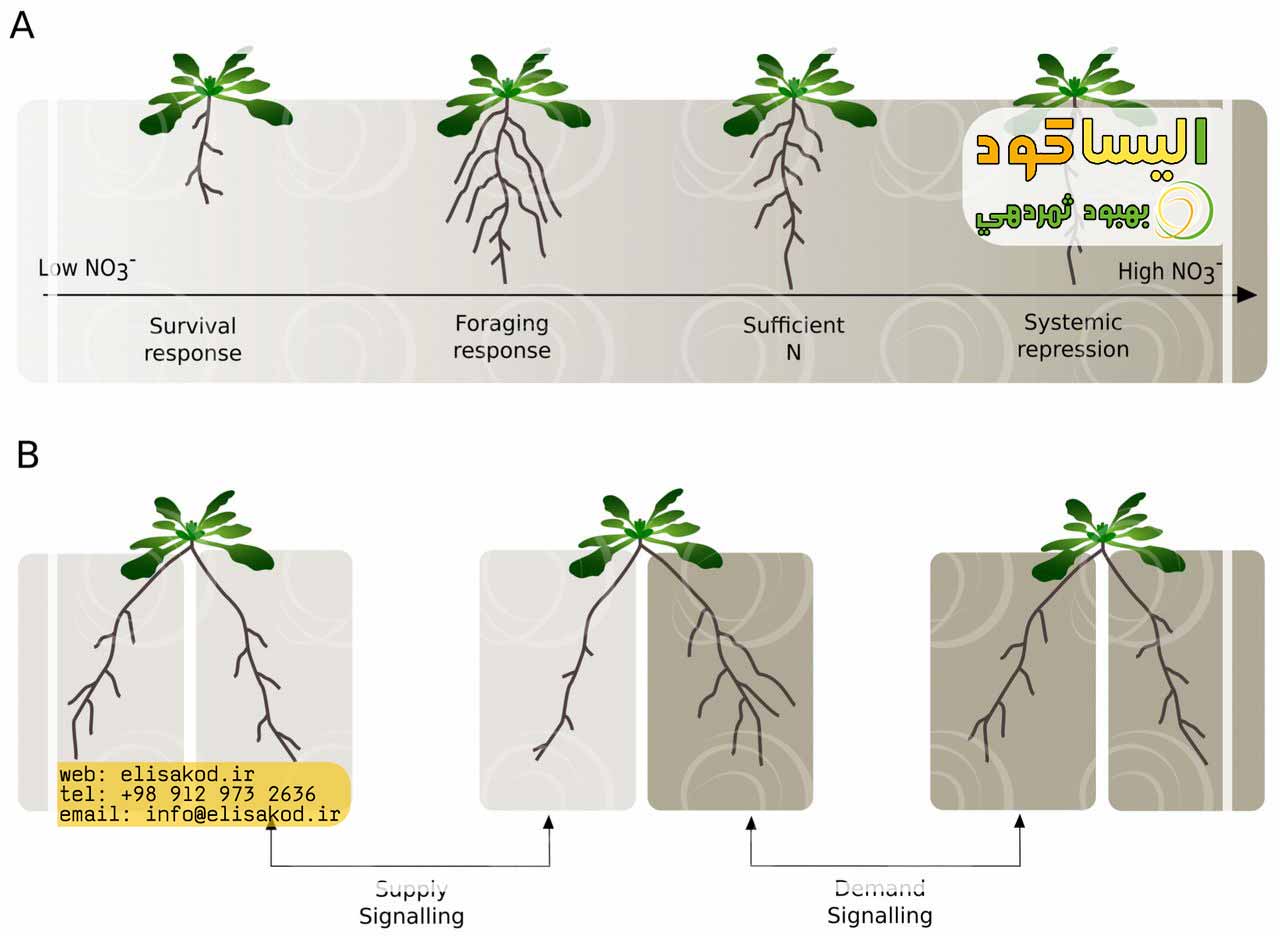 جدول مقایسه ای مصرف کودهای پتاسیم دار