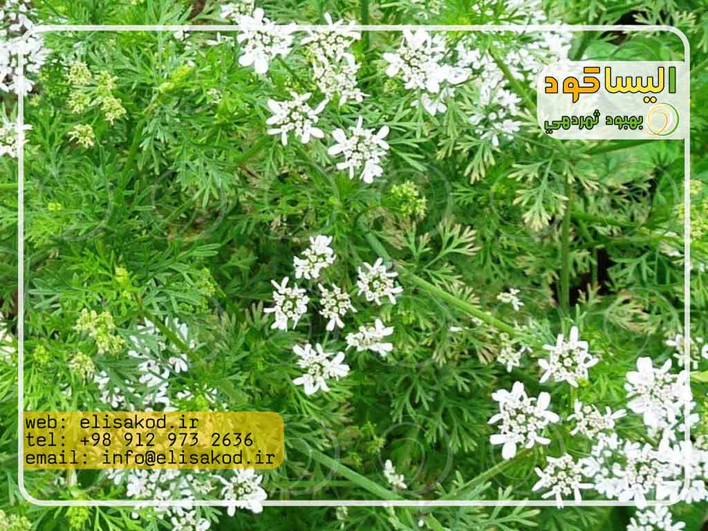 علف کش لینورون برای گشنیز