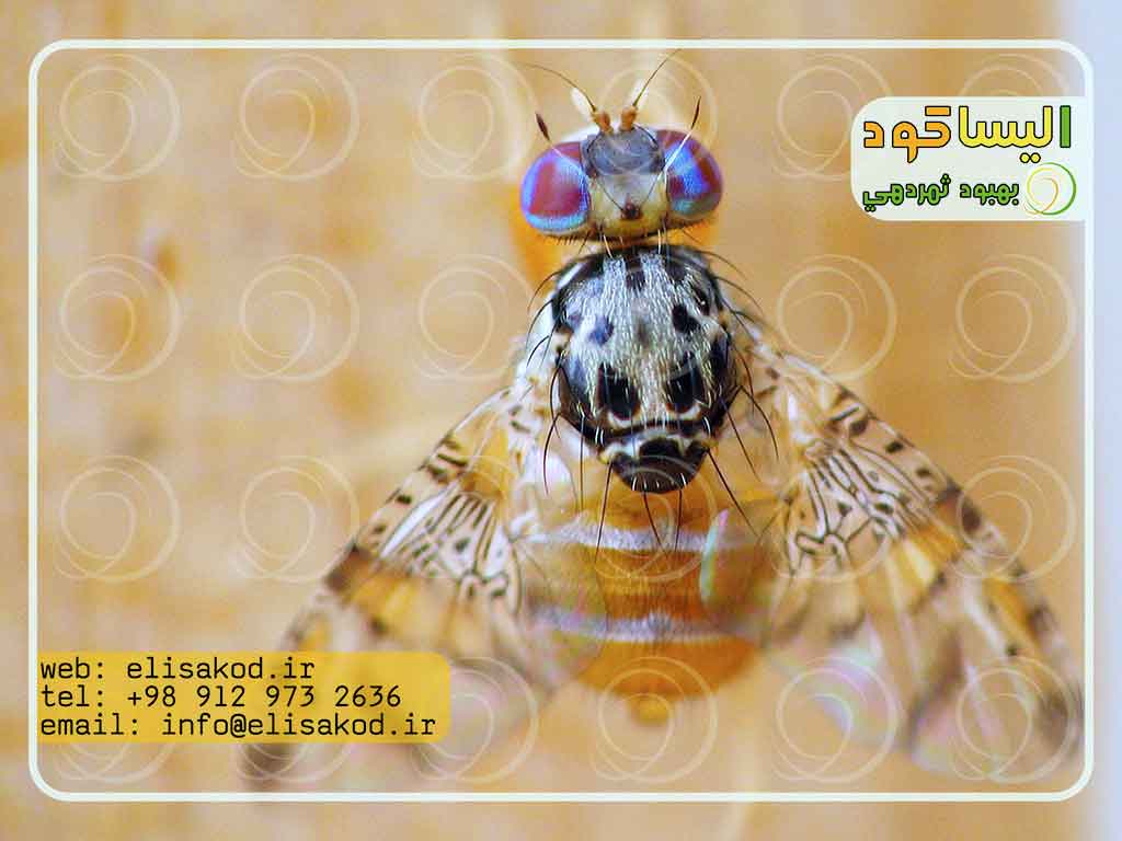 عکس مگس مدیترانه ای