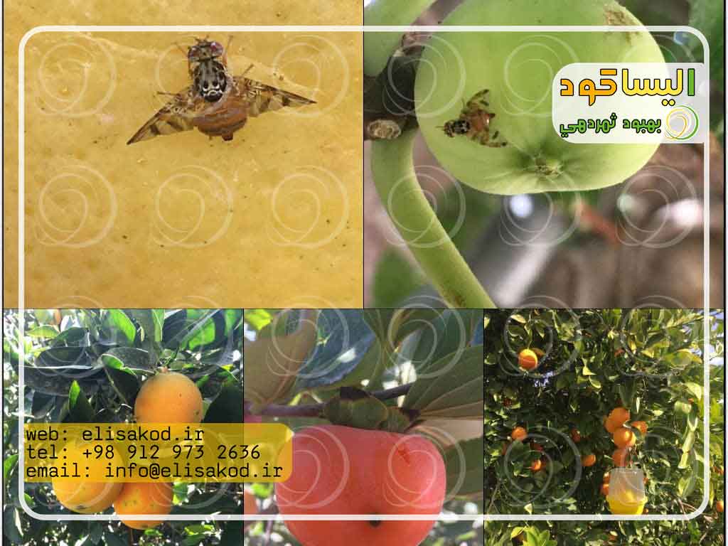 سم مگس مدیترانه ای